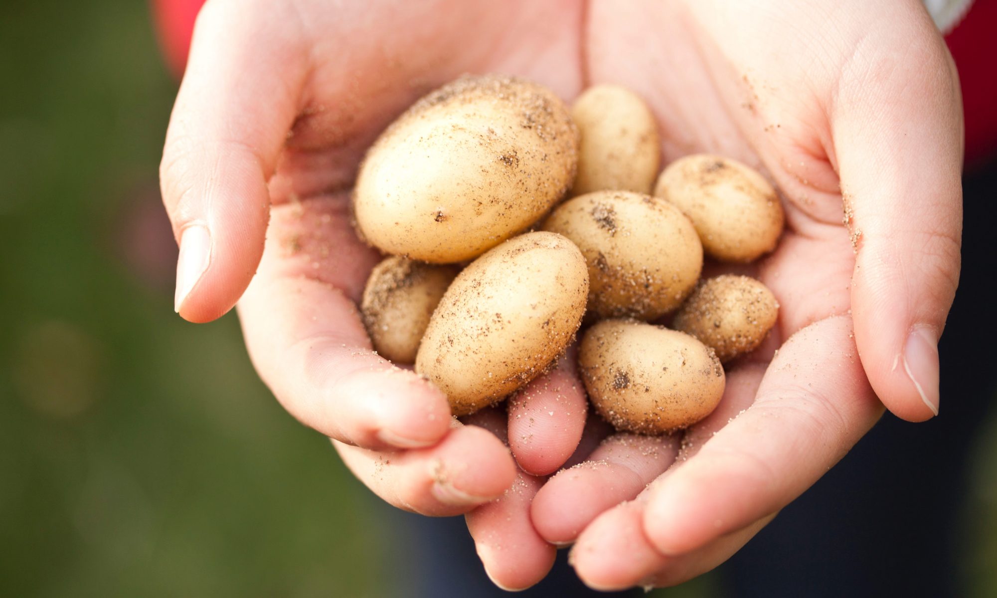 planter les pommes de terre