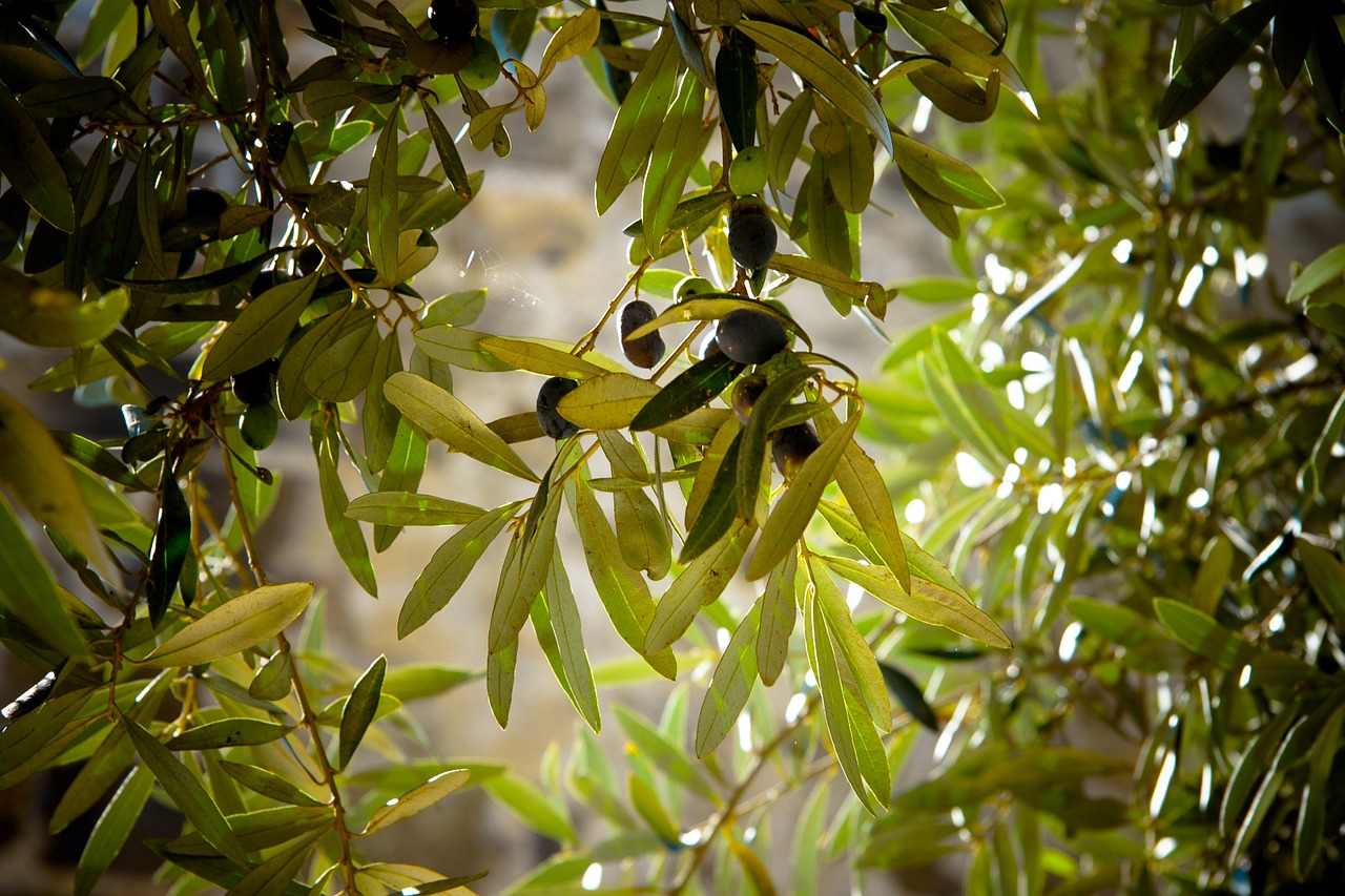 matériel pour récolter olives