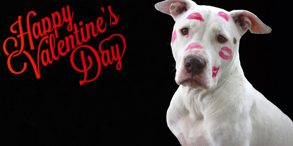 Funny st-valentin carte du chien animaux chien amoureux Saint-Valentin pour le chien Parent