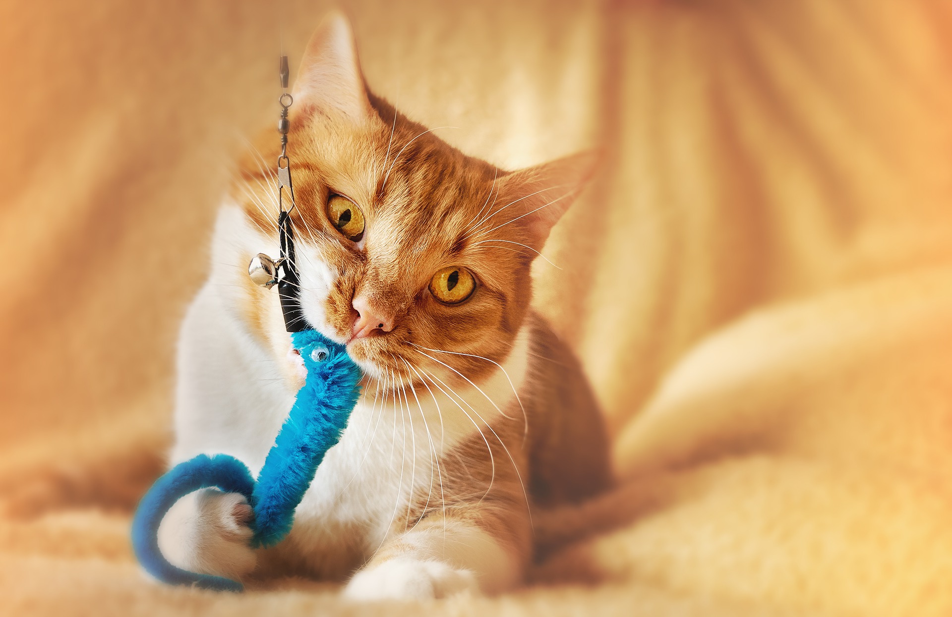 Les jouets pour chats utiles pour leur équilibre ! Les échos du web